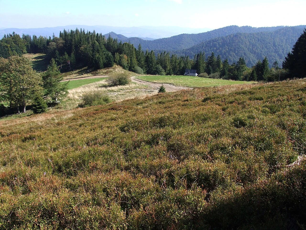 Konieczna Pasture